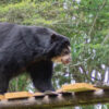 Einsame „Riesen“ Ecuadors: Auf den Spuren der Bären der Cordillera del Cóndor