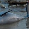 Dürre und Hitze im Amazonas: Über 100 tote Delfine entdeckt