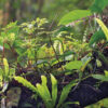 Künstliche  Nester zur Rettung des mythischen Quetzals in Costa Rica