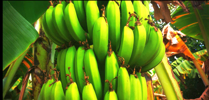 banane-1