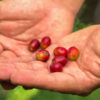 Internationaler Tag des Kaffees: Bohnen aus Costa Rica locken Touristen an
