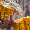 Costa Rica strebt eine höhere Kakaoproduktivität und Nachhaltigkeit an