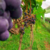 Peru: Weltweit führender Exporteur von Weintrauben