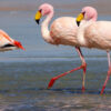 Vogelgrippe tötet Hunderte Flamingos in Argentinien