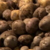 Erste gentechnisch veränderte Kartoffel in Lateinamerika
