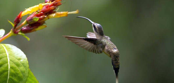 kolibri-1