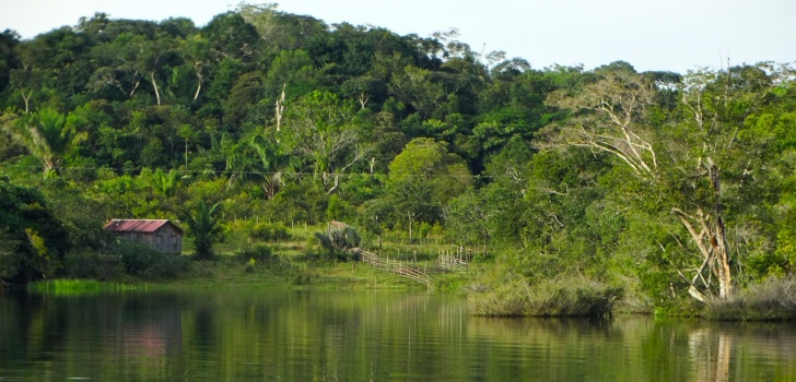 amazonas-regenwald