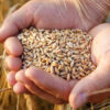 Chile ist Vorreiter bei trockenheitstolerantem Weizen