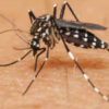 Fast vier Milliarden Menschen sind von einer Aedes-Infektion bedroht