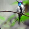 Perus emblematischer Kolibri, der nur in einem Gebiet des Amazonas lebt