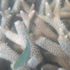 Korallenriffe erleiden viertes globales Bleichereignis