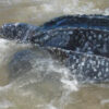 Die größte Meeresschildkröte der Welt lebt in Südamerika