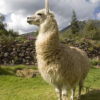 Peru verbessert die Genetik seiner Alpakas