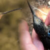 Südamerika: Wissenschaftler entdecken neue Art des größten Kolibri der Welt
