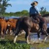 Landwirtschaftlicher Notstand: Überschwemmungen in Uruguay