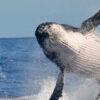 Tourismus Brasilien: Nordküste von São Paulo lockt mit der Wal-Sichtungssaison