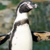 Chile: Population der Humboldt-Pinguine stark zurückgegangen