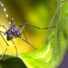 Dengue-Fieber: eine zukünftige Konstante in Südamerika?