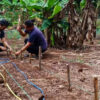 Schwere Dürre beeinträchtigt die landwirtschaftliche Produktion auf den Galapagos-Inseln