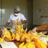 Mexiko: Weltweit erster Todesfall mit neuer Vogelgrippe-Variante – Update