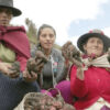 Neue Kartoffelsorten in Peru: Superfood gegen Anämie