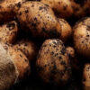 Wissenschaftler in Südamerika entwickeln eine neue Kartoffelsorte