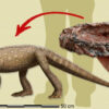 Fossilien eines urzeitlichen krokodilähnlichen Reptils in Brasilien entdeckt
