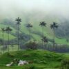 Die höchste Palme der Welt steht in Südamerika