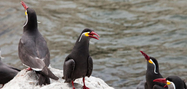 peru