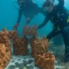 Melitta baut Korallenriff vor der Küste von Ecuador auf