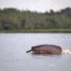 Der „Entdecker des Jahres“ schützt die rosa Delfine des Amazonas