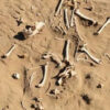 Wissenschaftler entdecken in Südamerika die fossilen Überreste des ersten Hundes, der als Lasttier eingesetzt wurde