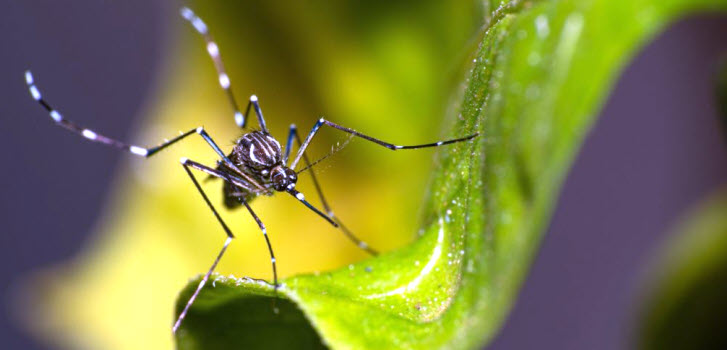 Dengue mosquitoes resistant to insecticides after genetic mutation » Latinapress News