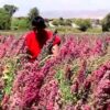 Peru ist weltweit der größte Produzent und Exporteur von Quinoa