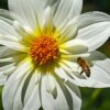Muttertag: LATAM Cargo transportiert über 25.000 Tonnen  Blumen
