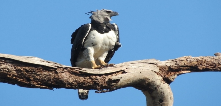 adler