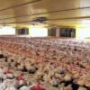 Besorgniserregend: Erster Fall von  Vogelgrippe in einem kommerziellen Betrieb in Brasilien