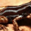 Brasilien: Neue Froschart im Amazonasgebiet entdeckt