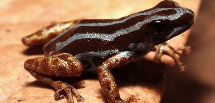 frosch