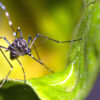 Brasilien: Dengue-Impfstoff soll Anfang 2026 verfügbar sein