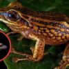 Lateinamerika: Drei neue Froscharten in Peru entdeckt