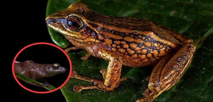 frosch
