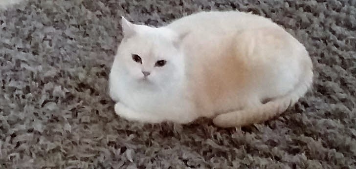 katze