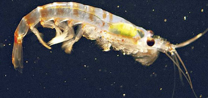 krill