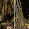 Unerwartete Tierpartnerschaft im Amazonas entdeckt