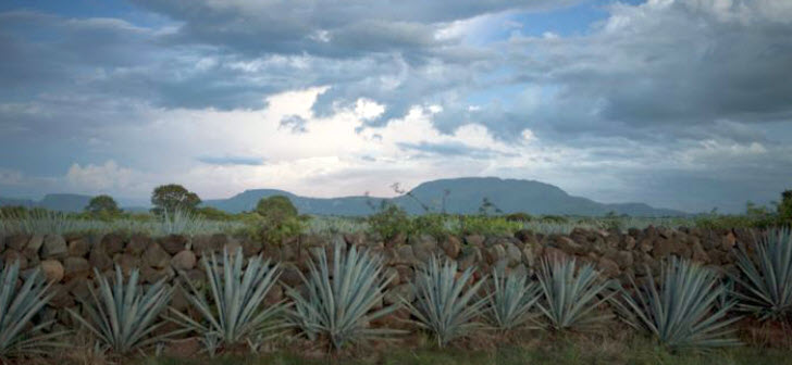 tequila