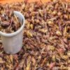Mexikos Gourmet-Ameisentrend weckt weltweit kulinarische Faszination