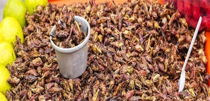 Chicatana