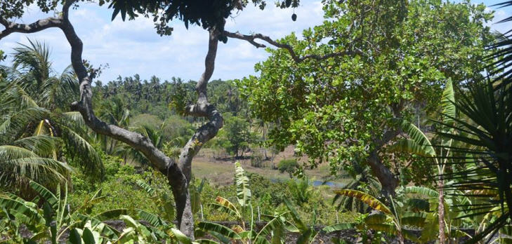 amazonas