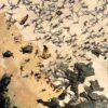 Galápagos-Meerechsen zählen für die Wissenschaft